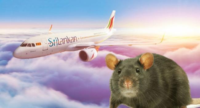 Rat Grounds Sri Lankan Plane for Three Days!